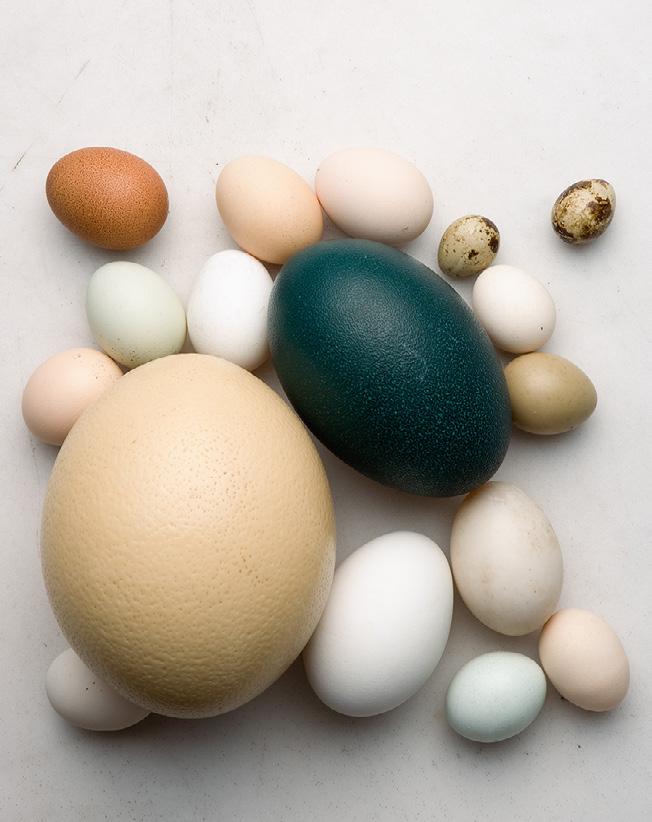 Egg Glossary While ordinary white chicken eggs make a beautiful blank canvas for all sorts of decorating projects, experiment with different types. Eggs come in unusual colors and a variety of sizes.