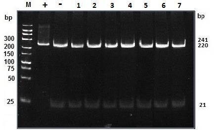 3.2.2.2. Phân tích sự có mặt của đột biến G8363A bằng PCR-RFLP Sản phẩm PCR ở trên đƣợc cắt trực tiếp bằng enzyme giới hạn NlaIII.