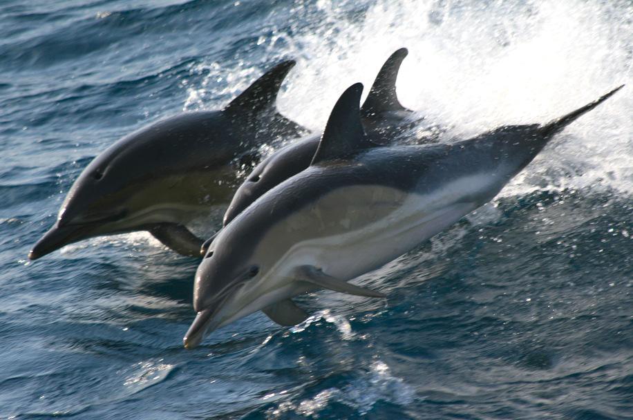 Calves and juveniles were noted from May through to December, predominantly in the Celtic Sea and St. George s Channel, though also in the Irish Sea.