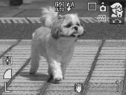 76 Kids&Pets Allows you to capture subjects that