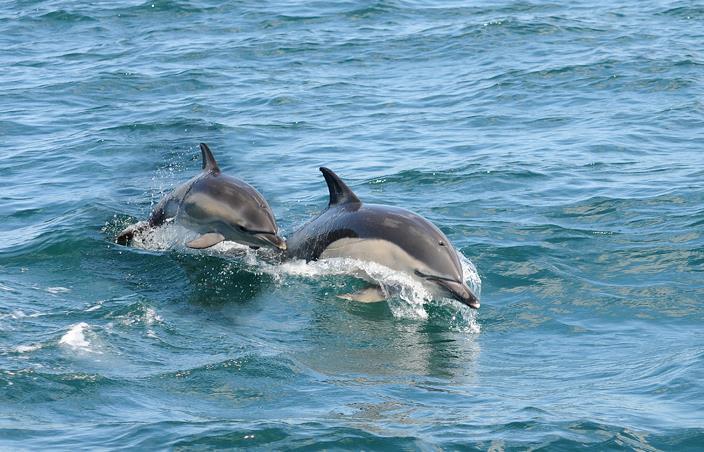 Tour Itinerary Gibraltar & - Whales, Dolphins & Autumn Migration rate so we are hopeful of some good sightings.