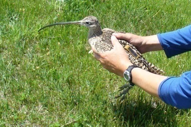 Long-billed Curlew: Methods Numenius americanus Two types of PTTs used 4, 20g battery-powered (Nevada, 2006) 15, 18g solar-powered (Oregon &