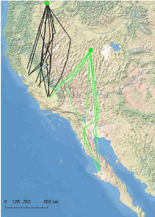 Long-billed Curlew: Results Numenius americanus 900 1,400 km migration Apparent winter segregation between Oregon and Nevada