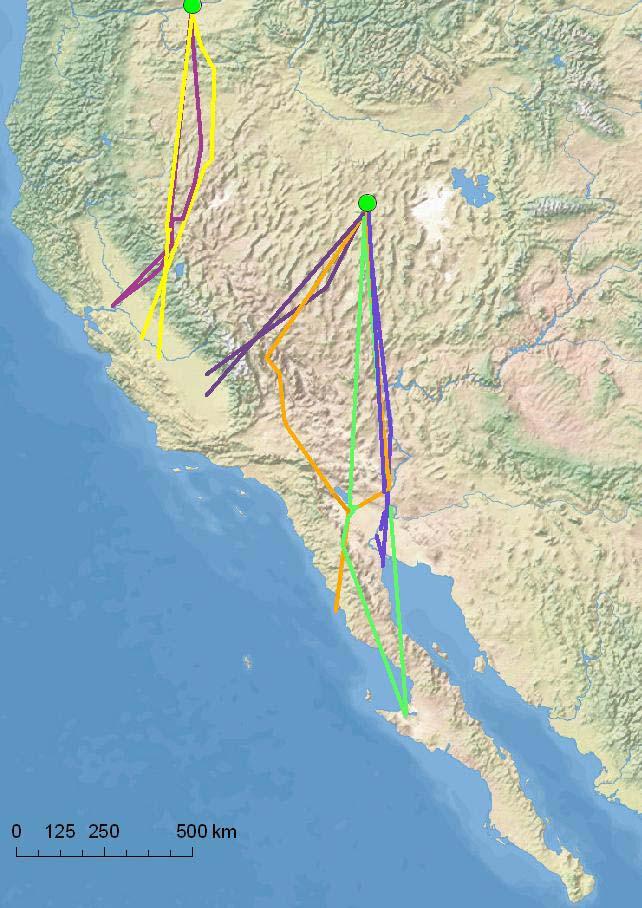 Long-billed Curlew: Results Numenius americanus 900 1,400 km migration Apparent winter segregation between Oregon and Nevada populations Little overlap in winter ranges Oregon