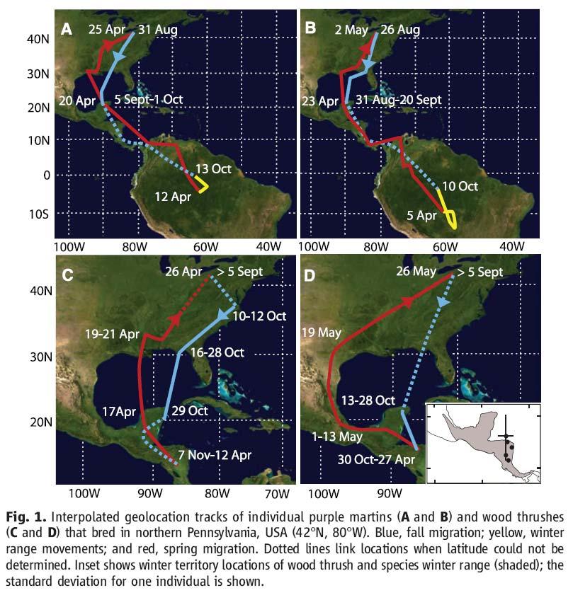 Geolocators: Results Purple Martin Flew 2500 km to Yucatan Peninsula in 5 days (500km/day) 3 4 week stopover