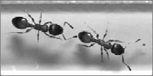 Scout ants find a potential new nest They recruit another ant to visit the new site (top figure) The likelihood of an ant staying at the new site is a function of some judgement about nest