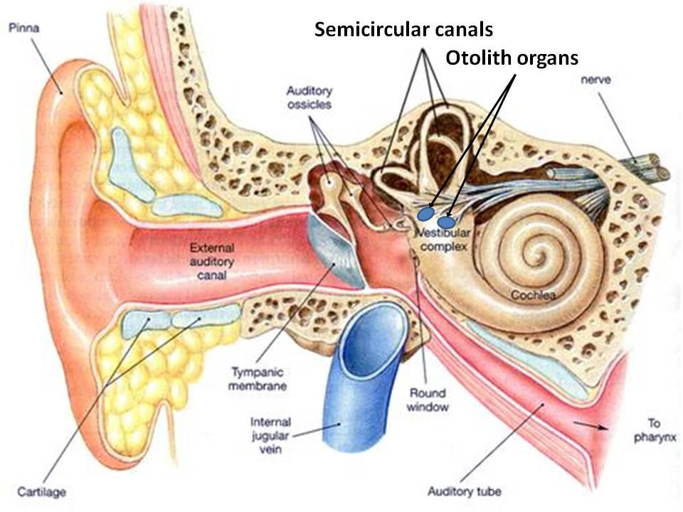 Figure 2.2: A cut-away illustration of the outer, middle, and inner ear, revealing the vestibular system [adapted from Martini (1998)]. 2.2.3.