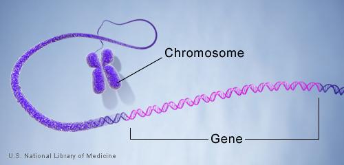 5 6 7 8 9101112 A genetic locus has two DNA sentences, one from each parent. An allele is the number of repeated words.