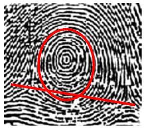 Plain Whorl Central Pocket Whorl Draw a line between the two deltas in the plain and central pocket whorls.