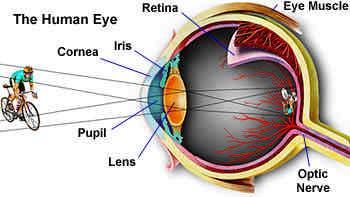 Thin Lens Optics In thin lens optics Magnification (M) is defined by the ratio of the image distance to object distance, i.e., d i / d O d 0 d i Human eye ~ 0.