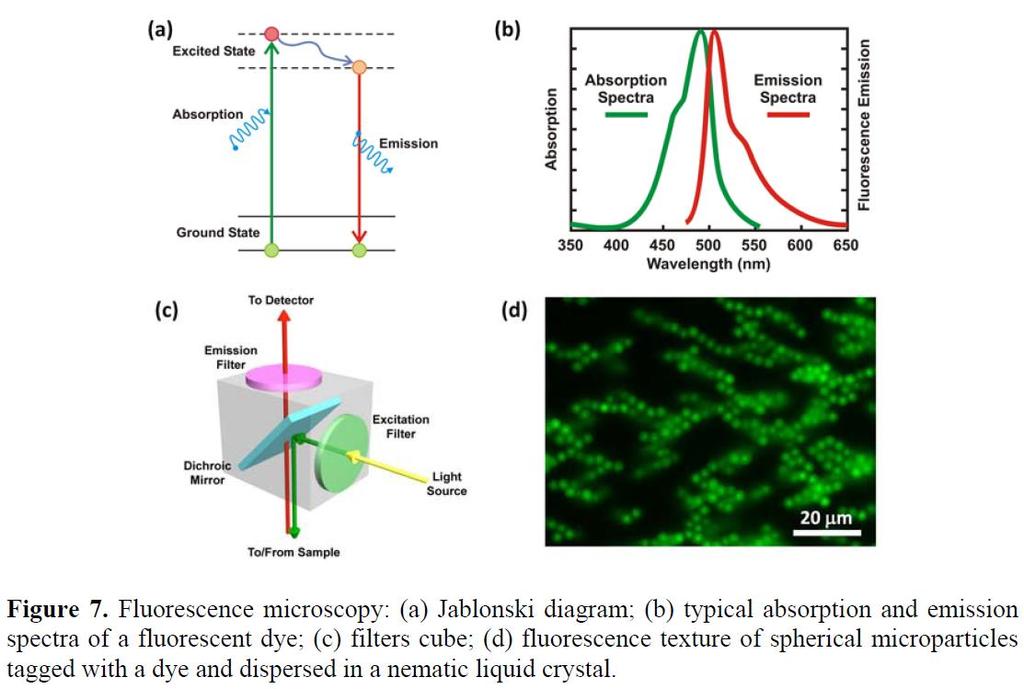 Fluorescence Microscopy Based on fluorescence phenomenon: (a) absorption of light by fluorescent dye molecules or fluorophores at a specific wavelength, thereby promoting to an excited state,