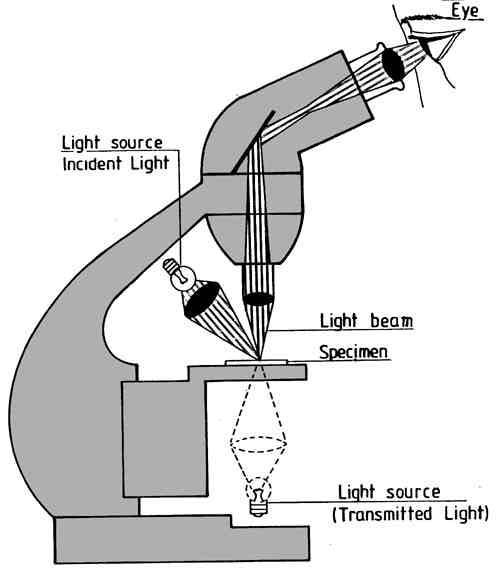 light > Condenser Lens > Specimen >