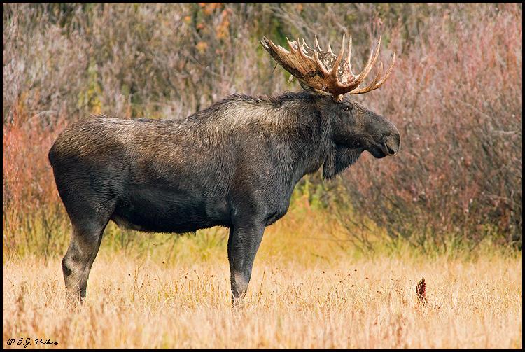 Moose and Fall Colors of Maine (September 26-30, 2011) I will be joining forces with outstanding Canadian photographer Chris Dodds in bringing you a truly amazing opportunity to photograph Moose in