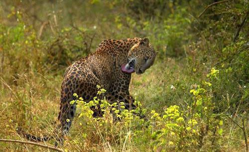 Sri Lanka Blue Whales and Leopards Tour Itinerary Day 8 Yala National Park Another early start will be necessary to enter the very popular and busy Yala National Park in jeeps for a morning of bird