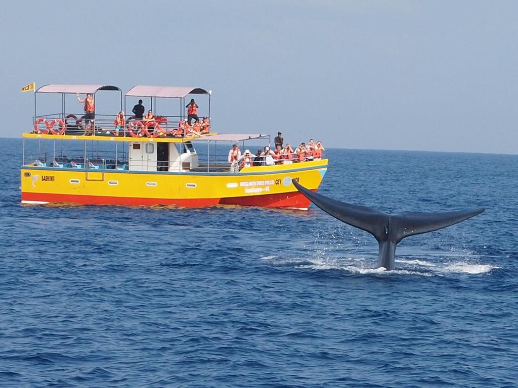 Sri Lanka Blue Whales and Leopards Tour