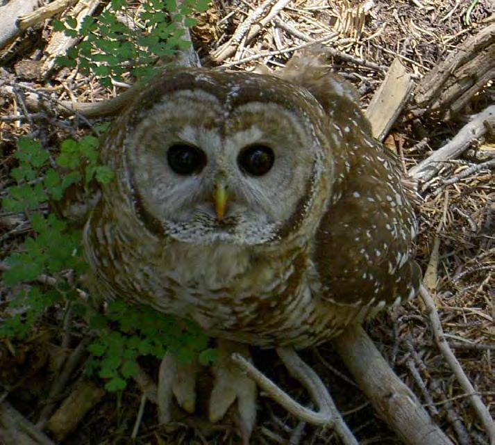 Mexican Spotted Owl Monitoring and Inventory from 2001-2005 in the Lincoln National