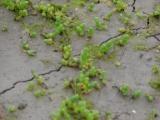 Glasswort growing on mudflats Spartina Cordgrass growing on mudflats The mudflats and salt-marshes provide an important source of