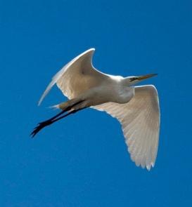 Course 7- Feathered Friends: Birds of the Wetlands & Woodland They fly, they dive,