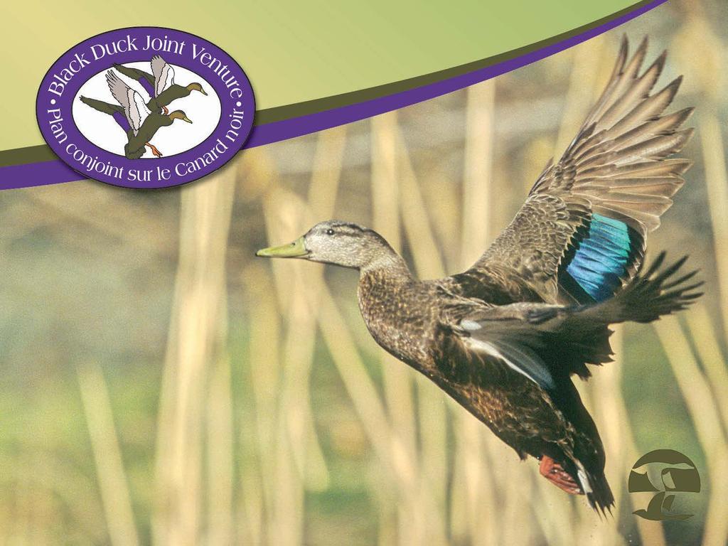ACJV Salt Marsh Workshop: Black Duck Non-Breeding