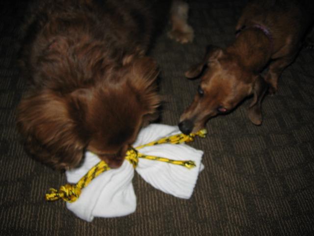 Fun, Easy, Inexpensive Dog Toy SUPPLIES: Bowdabra with Bowdabra