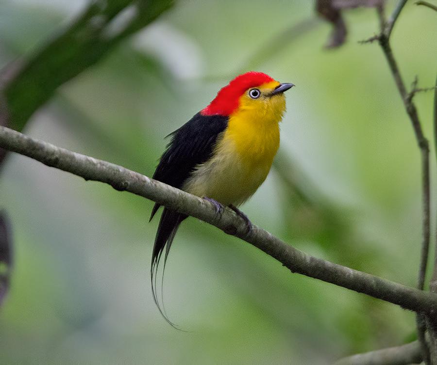 A Tropical Birding SET DEPARTURE tour EASTERN ECUADOR: High Andes to Vast Amazon 5-19 December 2015 Wire-tailed Manakin featured during our stay in the Amazon Tour Leader: Jose Illanes All the