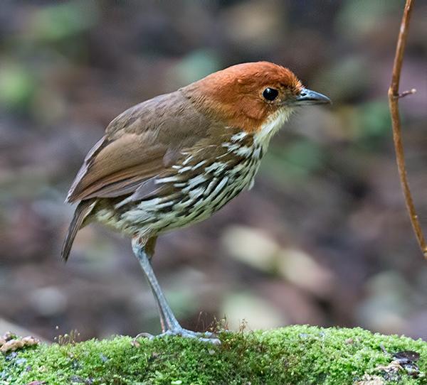 After lunch, we drove up higher to Papallacta Pass, where fortunate, good weather greeted us on arrival, and no doubt helped us in tracking down our main high elevation target bird, Rufous-bellied