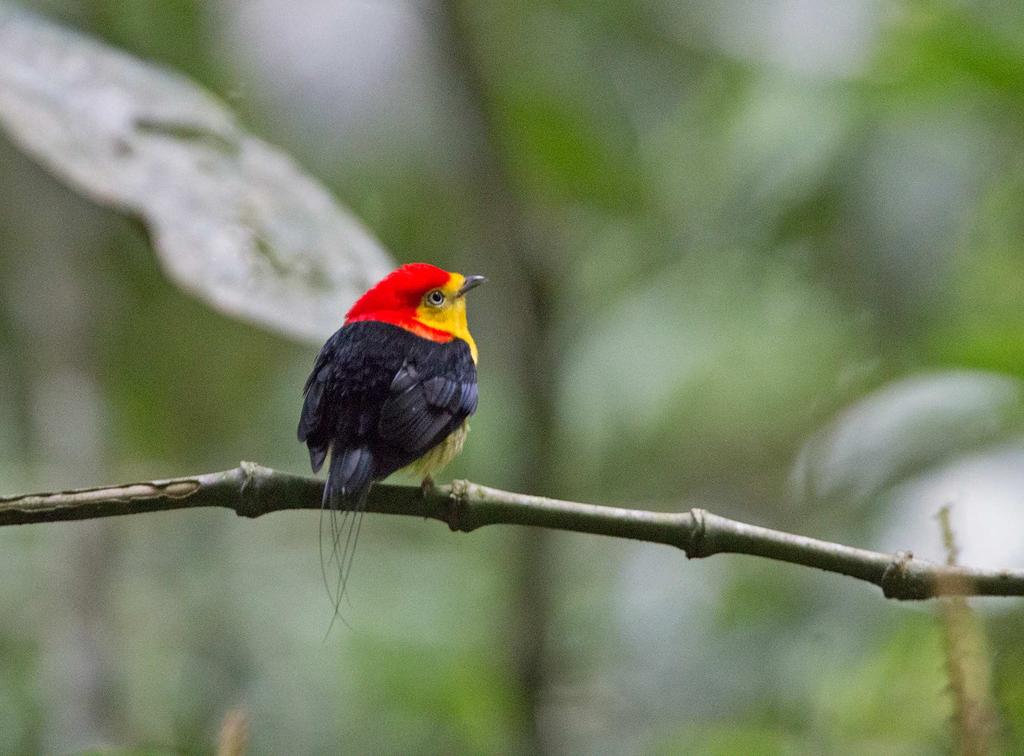 A Tropical Birding SET DEPARTURE tour EASTERN ECUADOR: High Andes to Vast Amazon Main tour: 29 th October 12 th November 2016 Tropical Birding Tour Leader: Jose Illanes INTRODUCTION: This Wire-tailed