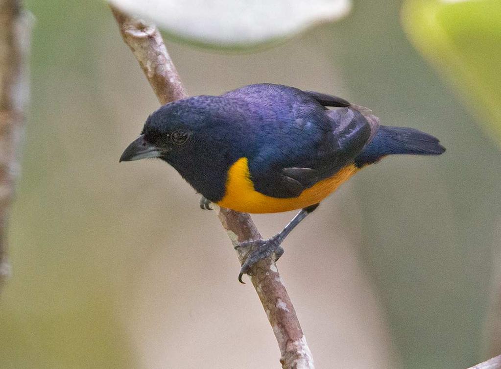 right after dawn, when Orange-bellied and Rufous-bellied Euphonias (photo below) were watched feeding on some fruiting epiphytes; a Pied Puffbird was also seen in one of the nearby treetops too.