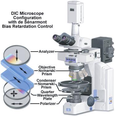 Figure 7: Diagram of a DIC microscope [2] is interested in obtaining light from only one source, point detectors with no spatial discrimination such as photomultiplier tubes (PMTs) might be more