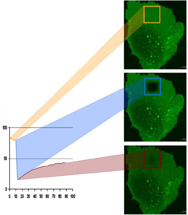 Fluorescence recovery after photobleaching Image sample using widefield Bleach defined region
