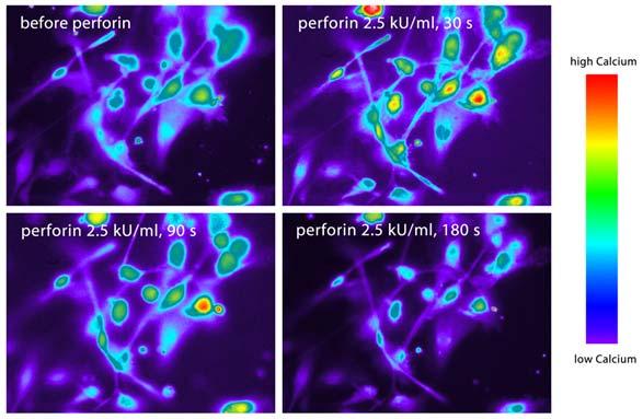 region Time for recovery of fluorescence is an indication for: Diffusion Mobility Binding