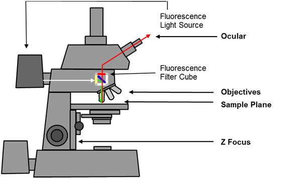 Widefield Confocal laser scanning Fluorescence energy