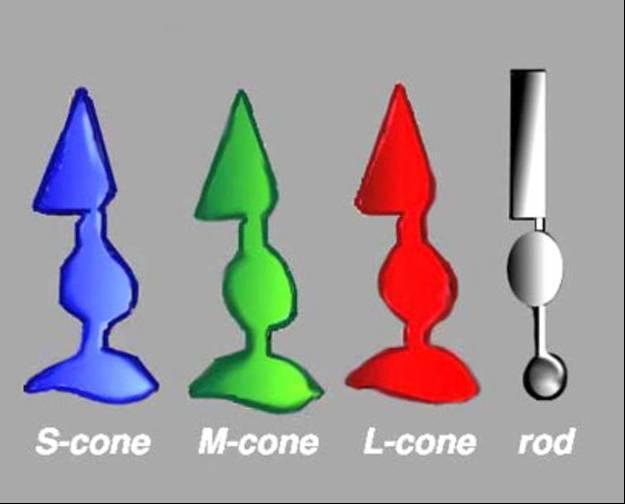 3 Types of Cones L-cones, most sensitive to red light (610 nm) M-cones, most