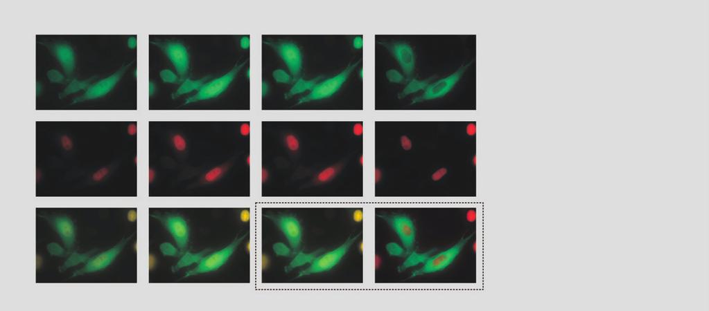 Dye Finder Multicolor live cell fluorescence microscopy is limited by the availability of spectrally separable fluorescent dyes.