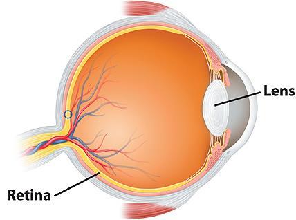 Light and the Eye In a healthy eye, light enters and is focused on the retina, an area on