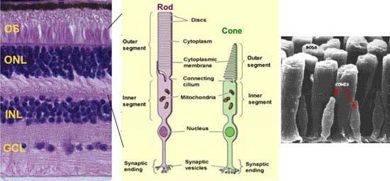 Human Eye Cones and Rods Photoreceptors Rod and Cone photoreceptors in mammalian retina.