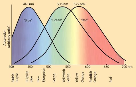 The Color-Sensitive Cones In 1965 came experimental confirmation that there are three types of color-sensitive cones in the retina of the human eye, corresponding roughly to red, green,