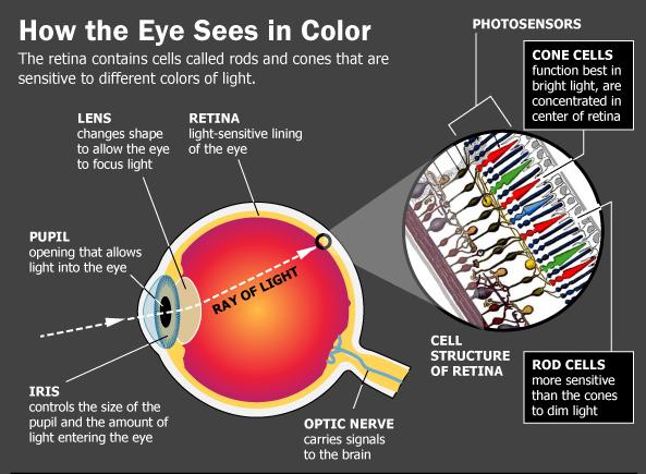 Reflected light hits our retina, which contains 6 or 7 million tiny photoreceptor cells called