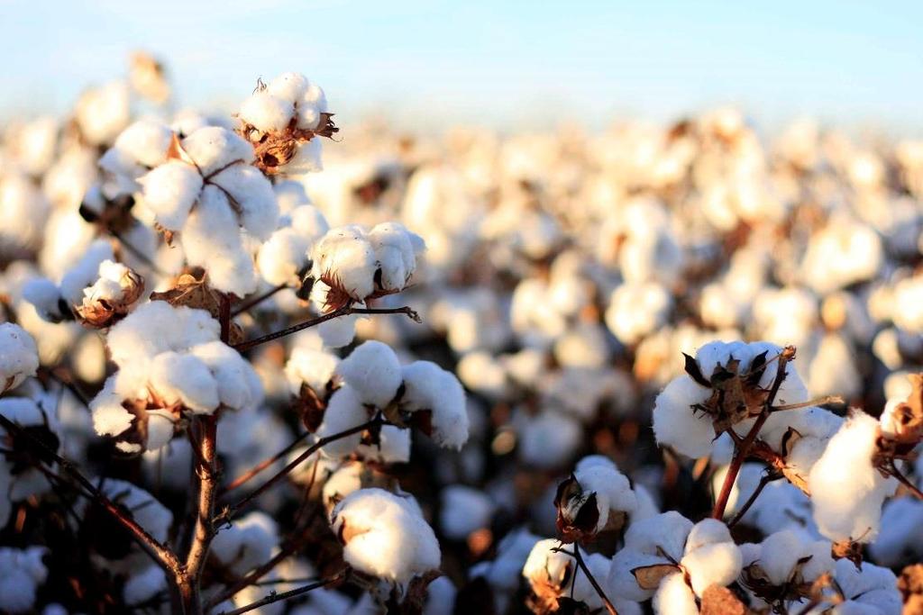 Cotton Cotton is obtained from the cotton plant.