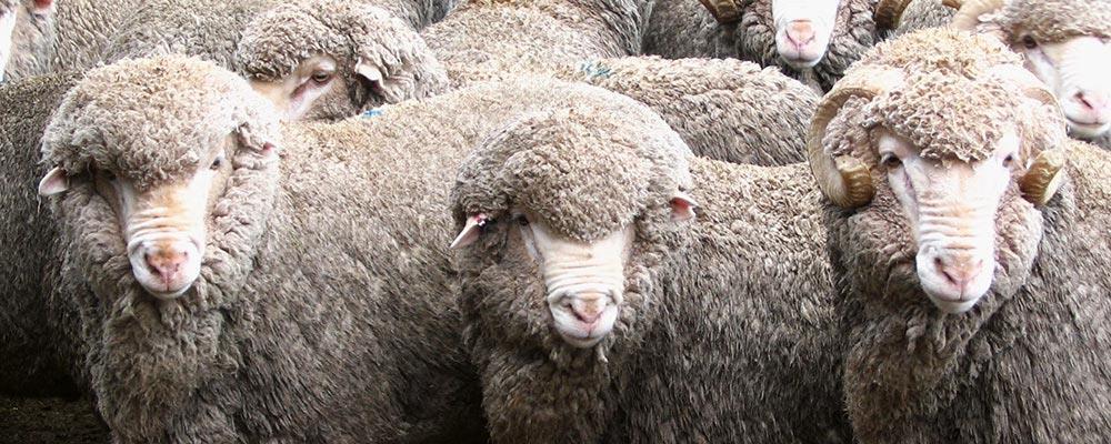 Wool Wool is made from the fleece/hair of sheep or lambs.