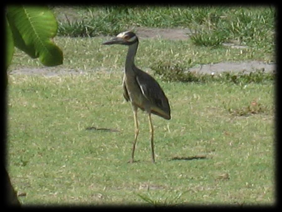 Creature of the Month! The CCC Creature of the month for April is the Yellow-Crowned Night- Heron (Nyctanassa violacea).
