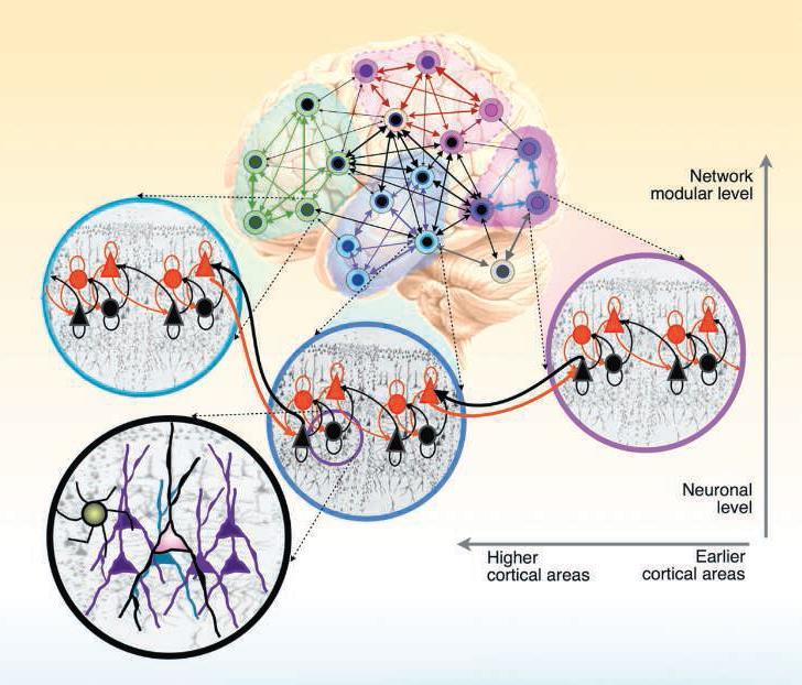 Brain Networks (Park &