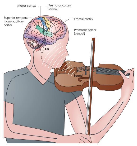Music Performance auditory motor interactions in music perception and