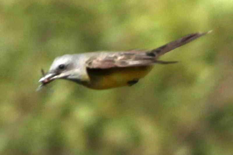 Fig. 2. Tropical kingbird catching prey in midair. [http://www.reservacostanera.com.