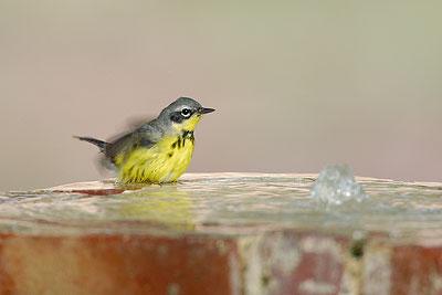 Magnolia Warbler at Fountain Fountain in Ft. Jefferson, Dry Tortugas National Park Birds come to the Dry Tortugas for a variety of reasons. Freshwater is one of the most important.