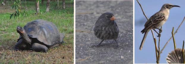 a b c Figure 3. The three most important animals on the islands with respect to formulation of the theory of evolution: (a) Giant tortoise (b) Darwin s finch, (c) Mockingbird. near the shore.