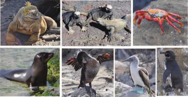 Figure 4. Some of the other endemic animals of Gálapagos: (a) Land iguana, (b) Marine iguana, (c) Red rock crab, (d) Sea lion, (e) Flightless cormorant, (f) Blue-footed booby, and (g) Penguin.