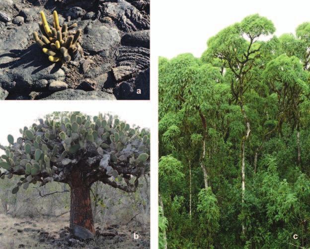 Figure 5. Some of the unique plants on Gálapagos: (a) Lava cactus (Brachycereus nesioticus), (b) Giant cactus (Opuntia echios), and (c) Scalesia pedunculata.