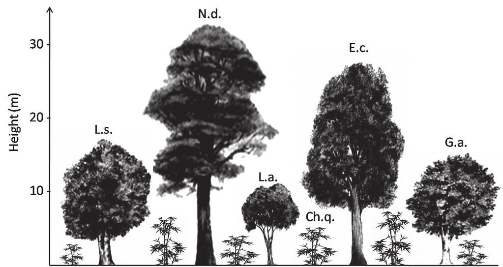 194 Gantz et al. area remains (see Luebert & Pliscoff, 2006 for details). The emergent Nothofagus dombeyi and Eucryphia cordifolia trees have trunk diameters over 80 cm and a height of 35 m.
