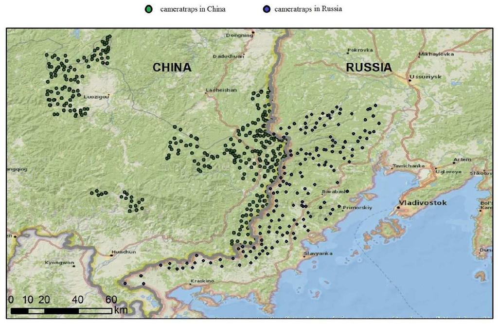 [Figure 1] Camera traps distribution in China and the Russian Federation The final project report is under preparation by WWF-Russia and the draft report will be presented at the 2016 NEASPEC
